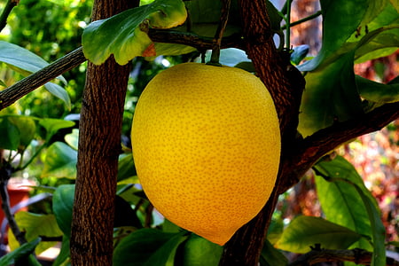 round green fruit on tree thumbnail