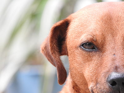 short-coated brown dog thumbnail