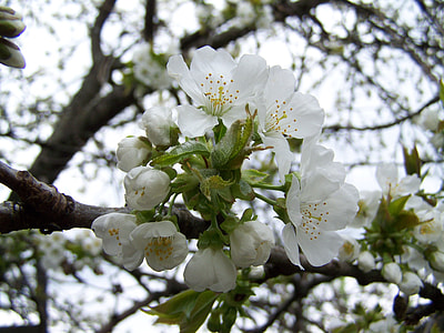 Cherry Tree Flower, White Flower thumbnail