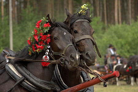 two brown horses thumbnail