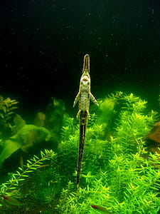 Twig Catfish in Aquarium thumbnail