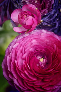 two pink petaled flowers thumbnail