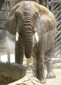 bathing gray elephant thumbnail