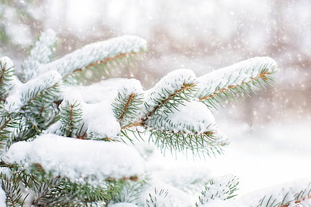 shallow focus of snow in leaves thumbnail