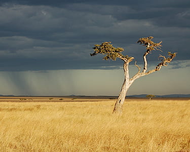 tree on brown grass field during daytime thumbnail