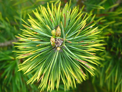 green spiky plant thumbnail