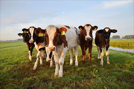 group of cows on grass field thumbnail