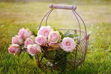 gray metal flower basket with pink rose flowers taken during daytime thumbnail
