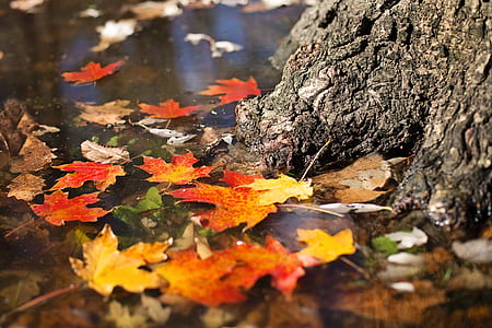 brown and brown leaves on body of water thumbnail