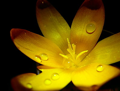 macro photograph of yellow petaled flower thumbnail