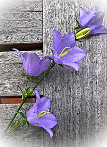 purple campanula flowers thumbnail