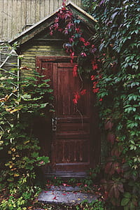 brown and gray wooden house with green leaf plants thumbnail
