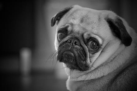 grayscale photo of pug thumbnail