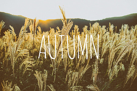 Autumn illustration thumbnail