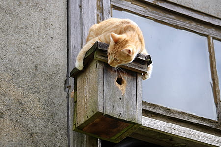 orange Tabby cat thumbnail