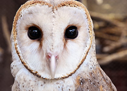 white owl thumbnail