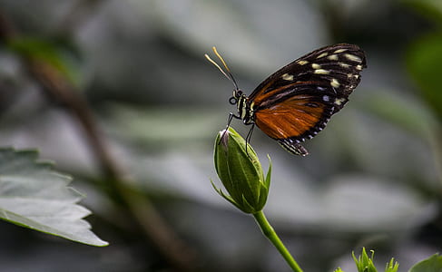 brown and black butterfly on flower thumbnail