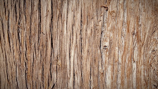 trunk, bark, tree bark, tree, nature, wood thumbnail