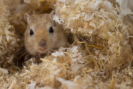rodent thumbnail