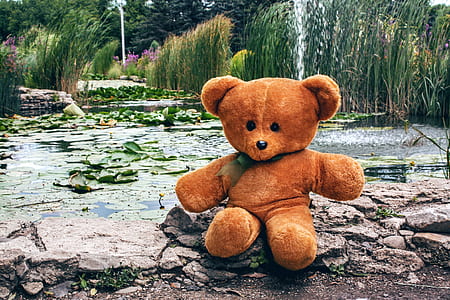 brown bear on river thumbnail