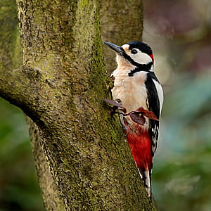white and black bird on brown tree during daytime thumbnail