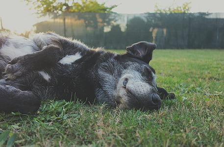 adult black Formosan mountain dog sleeping on grass lawn thumbnail