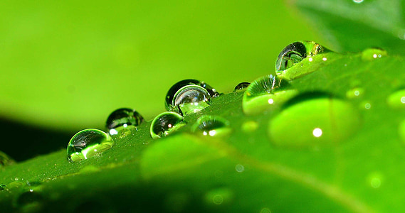 macro photography of drop of water on green leaf thumbnail