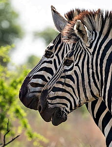 closeup photo of two zebra thumbnail