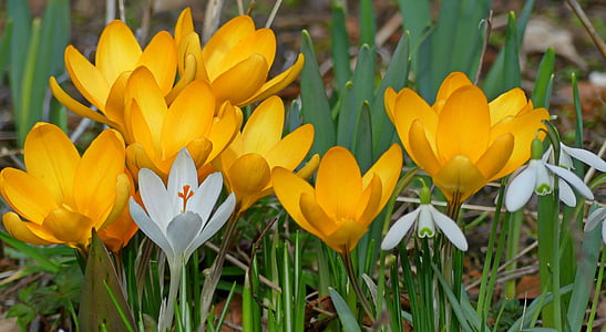 yellow and white petaled flowers thumbnail