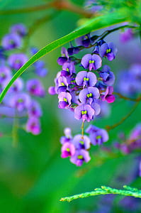 selective focus photo of purple butterfly pea flowers thumbnail