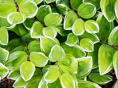 green leaves thumbnail