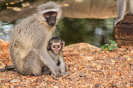 adult chimpanzee beside baby chimpanzee thumbnail