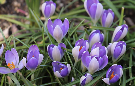 closeup photo of purple petaled flower thumbnail