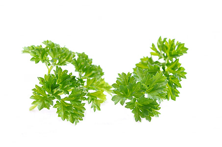 mint leaf thumbnail