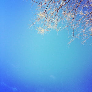 tree under blue sky thumbnail