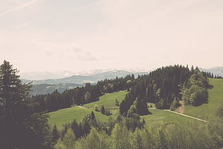 green grass field and trees under white sky thumbnail