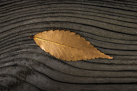 A fall leaf on a wood background thumbnail