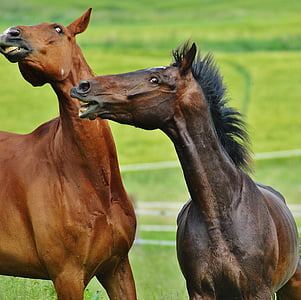 selective focus photography of two horses on grass thumbnail