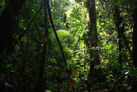 photography of forest thumbnail