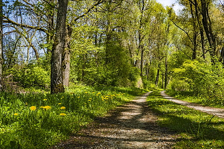 green leaf trees thumbnail