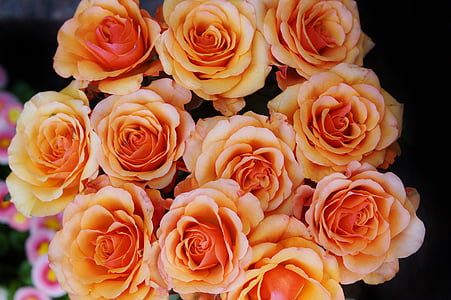 white petaled flowers in bloom thumbnail