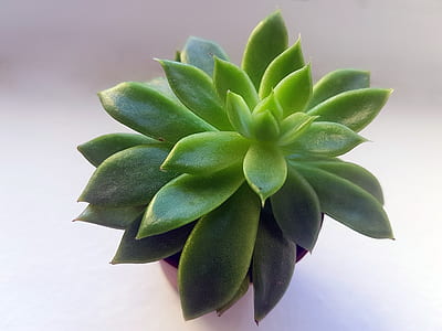 Green Succulent With Brown Pot thumbnail