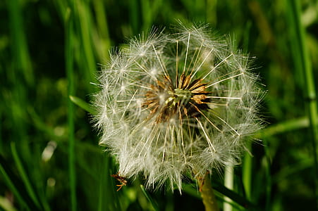 white dandelion flower thumbnail