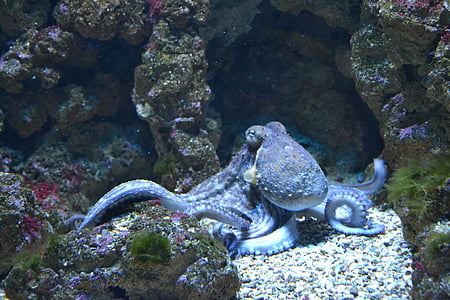 brown Octopus under the sea thumbnail