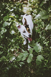 white dog looking at green leaves thumbnail