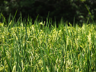 green wheat field thumbnail