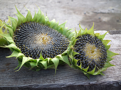 close-up photo of two green-and-gray sunflowers thumbnail