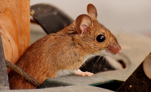 brown mouse in closeup photo thumbnail