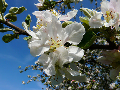 Apple Tree Blossom, Apple Blossom thumbnail