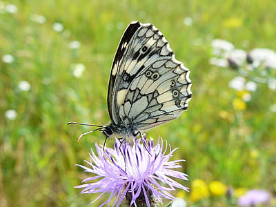 selective focus photography of white marbled butterfly perched on purple flower thumbnail